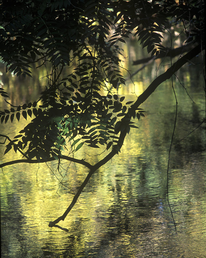 Landscape Photograph - Creekside Color 2 by Charlie Osborn