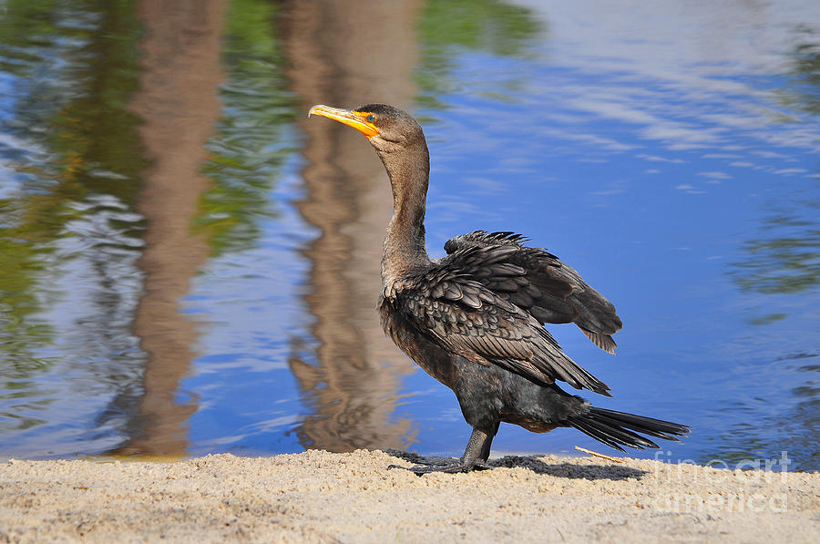 Bird Photograph - Creekside Cormorant by Al Powell Photography USA