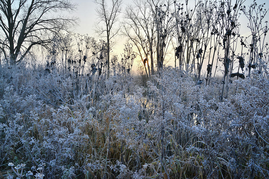 Creekside Frost in Glacial Park Photograph by Ray Mathis