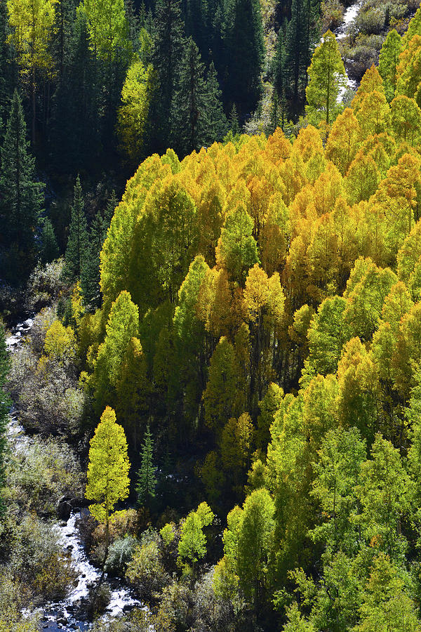Creekside Glowing Aspens along Million Dollar Highway Photograph by Ray Mathis