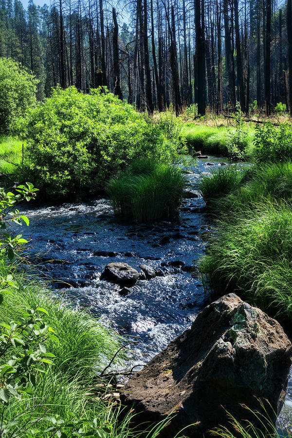 Creekside in the Cool Pines  Photograph by Saija Lehtonen