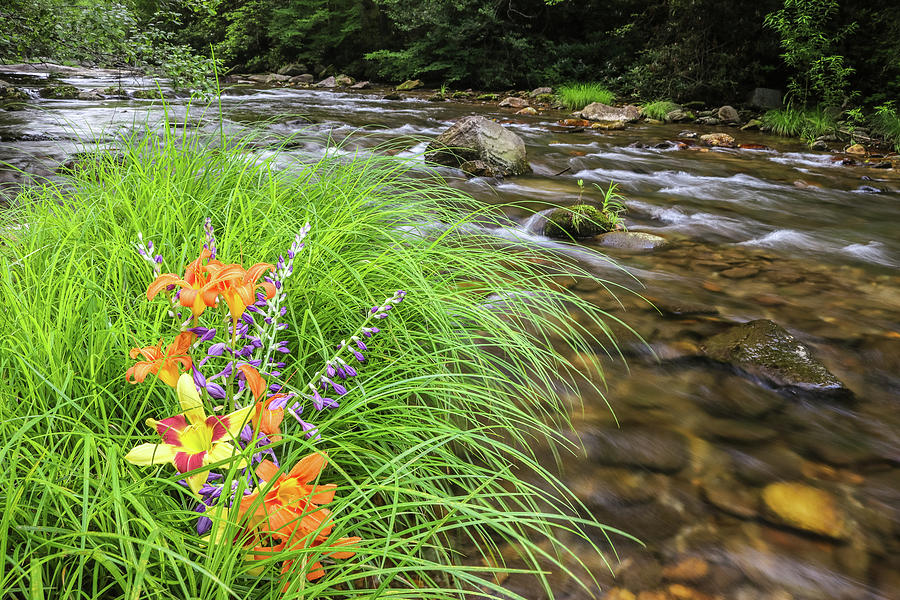 Creekside Lillies Photograph by Dana Foreman