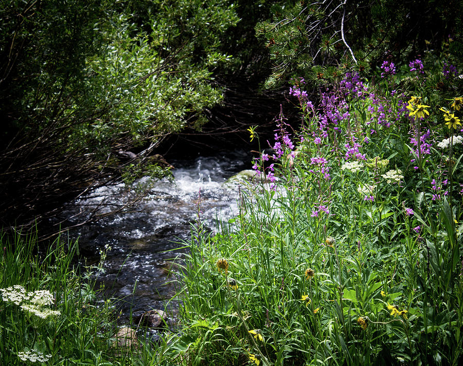 Creekside Wildflowers Photograph by Elaine Webster