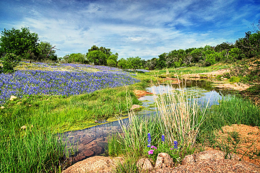 Creekside Wildflowers on the Willow City Loop Photograph by Lynn Bauer ...