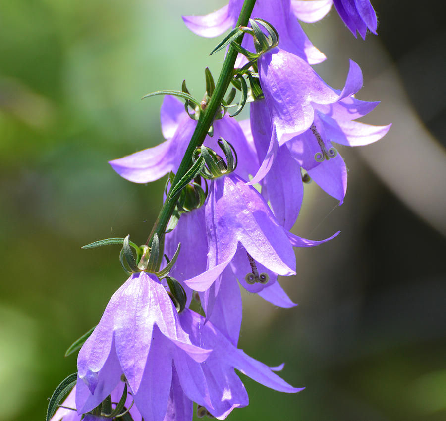 Creeping Bellflower  Photograph by Lyle Crump