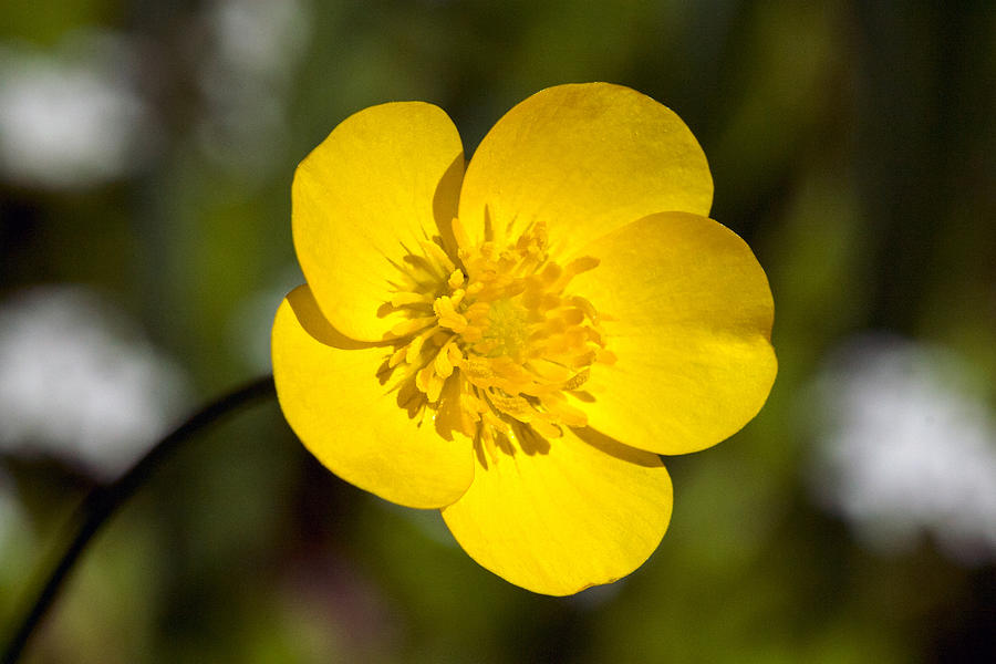 Creeping Buttercup Flower Photograph by Michael Russell