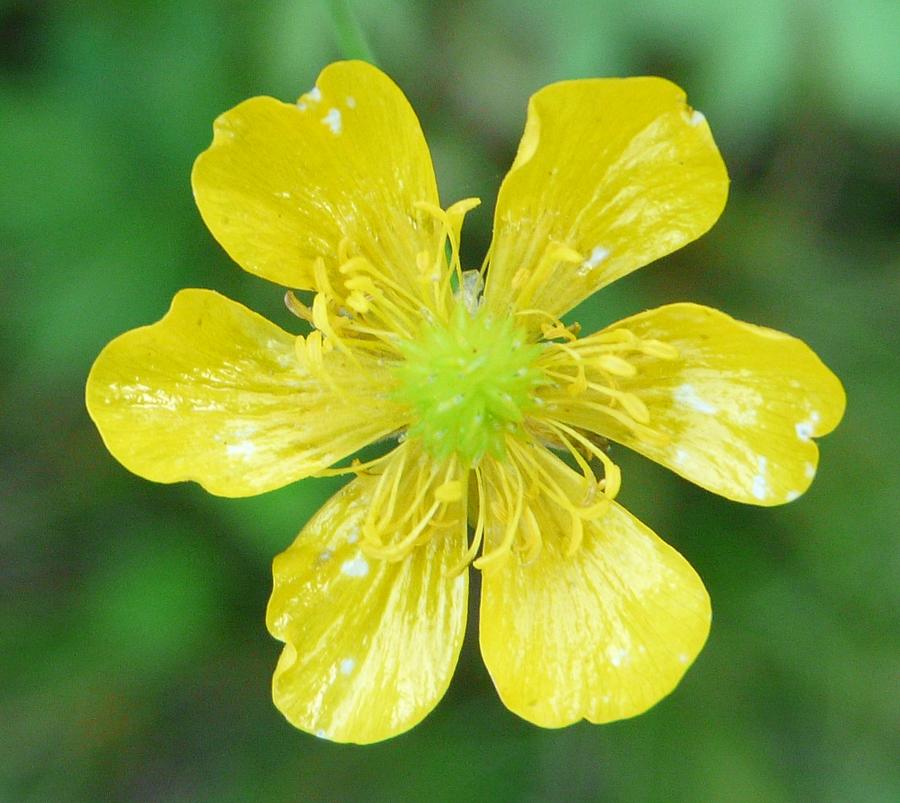 Creeping Buttercup Photograph by Valerie Ornstein