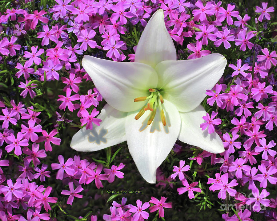 Easter Photograph - Creeping Fuchsia Phlox with Lily by Nancy Lee Moran