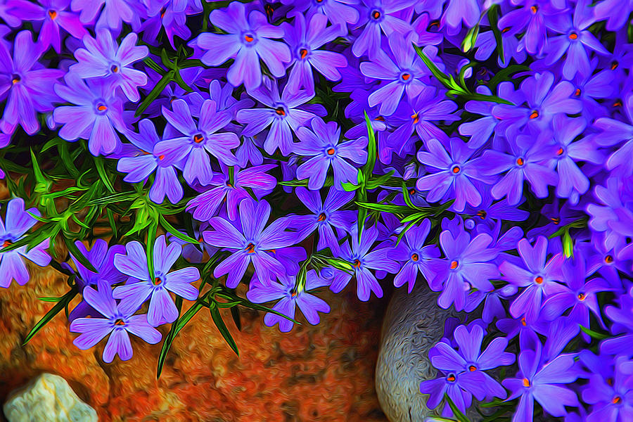 Creeping Phlox 1 Photograph by Dennis Lundell