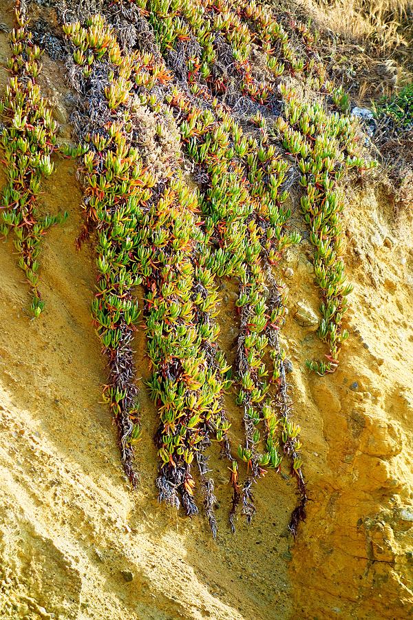 Creeping Succulents at Goff Cove Photograph by Robert Meyers-Lussier ...