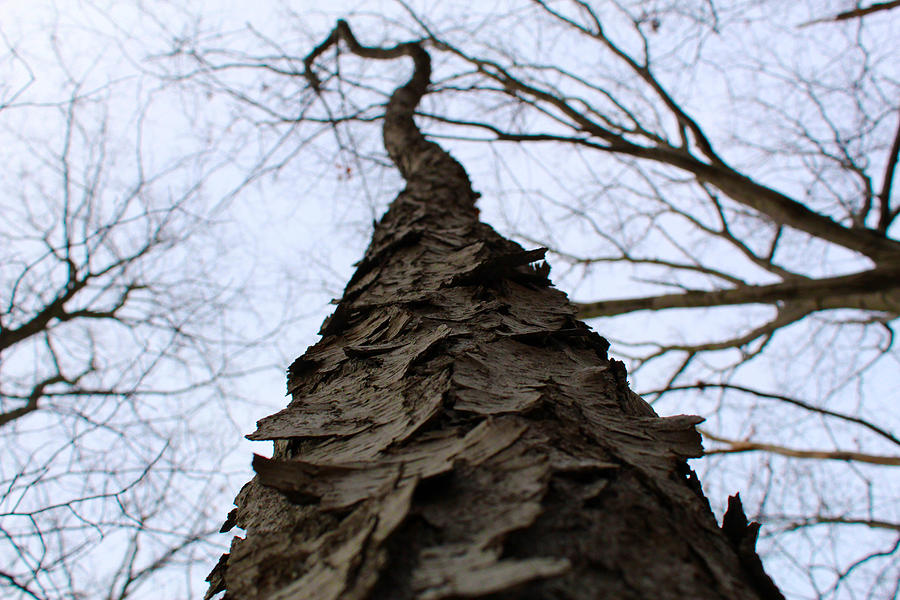 Nature Photograph - Creeping Tree by Noah Bryant