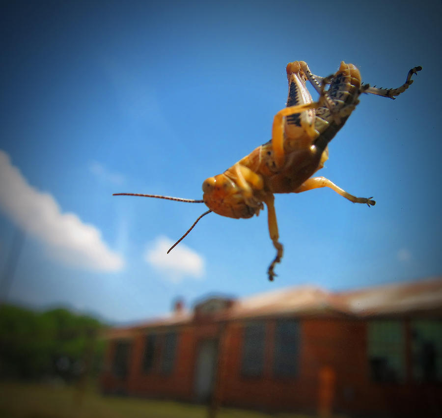 Creepy Crawly Photograph by Douglas Barnard