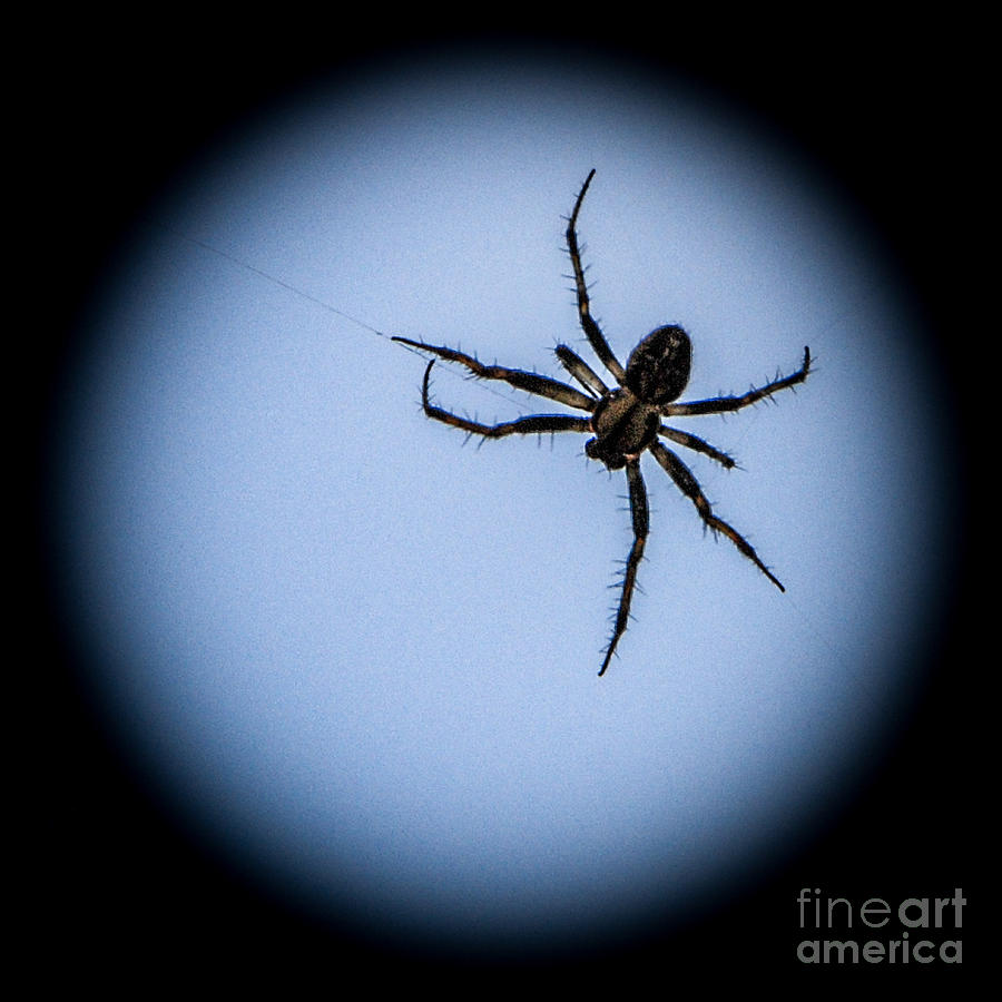 Creepy Spider Photograph by Grace Grogan