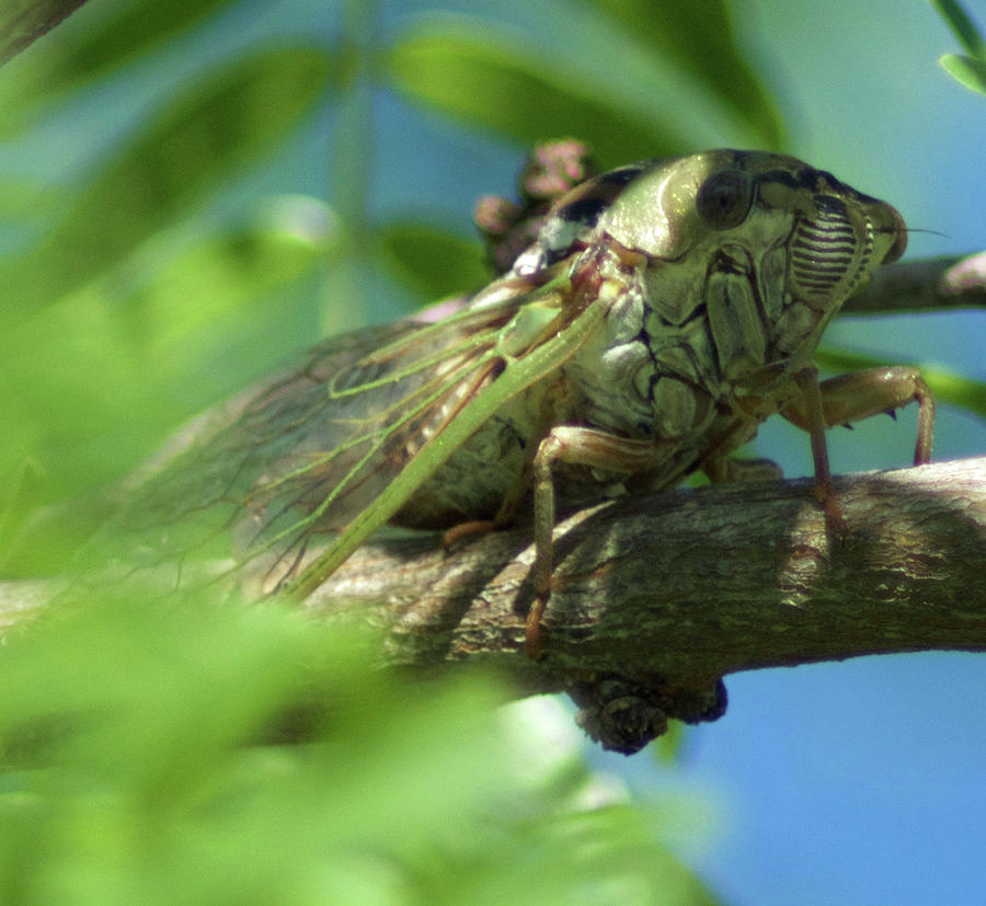 Creepy Surprise Photograph by Brandy Stinchcomb - Fine Art America