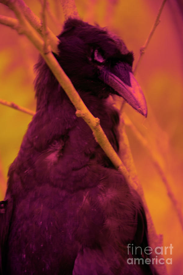 Creepy the Crow Photograph by FineArtRoyal Joshua Mimbs