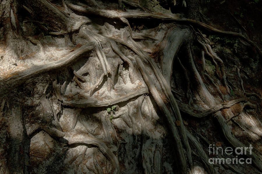 Creepy Tree Root Abstract Photograph by Alan Look