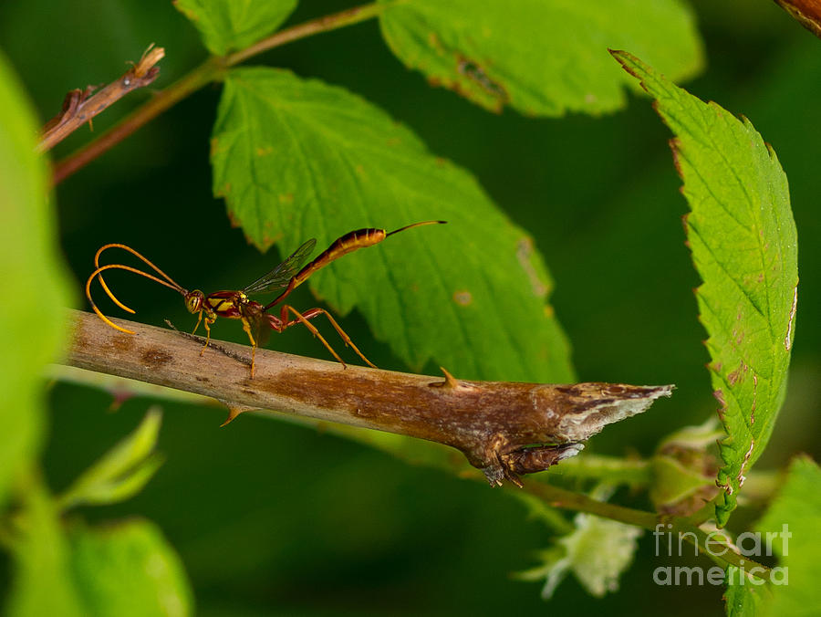 Cremastinae - parasatic wasp of family Ichneumonidae Photograph by Les Palenik