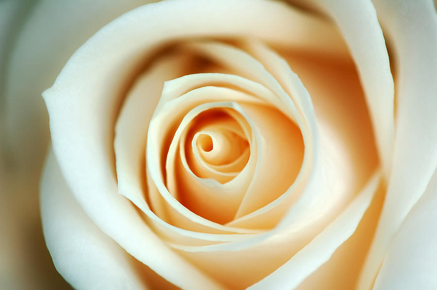 Creme Rose Photograph by Mandy Wiltse
