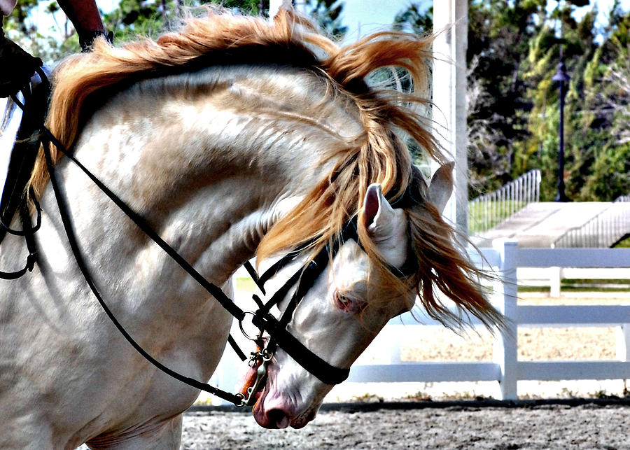 Horse Photograph - Cremello by Perry Correll