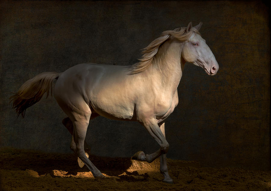 Cremillo Stallion Photograph