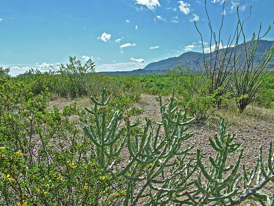 Creosote and Pencil Cholla near the Rio Grande in Big Bend National Park, Texas Photograph by Ruth Hager