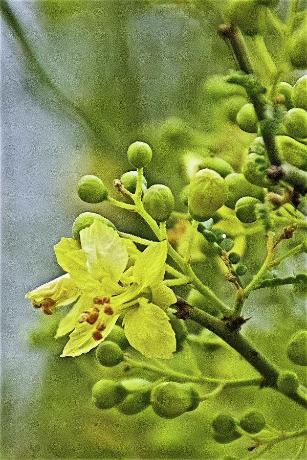 Palo Verde Blossoms in Rancho Santa Ana Botanic Gardens, Claremont-California  Photograph by Ruth Hager