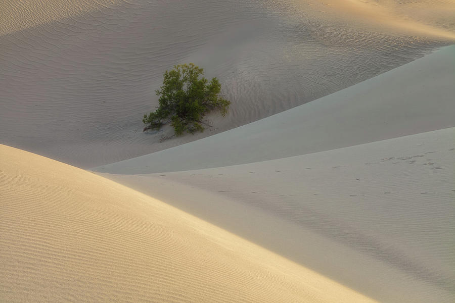 Creosote Bush In Dunes Photograph by Jonathan Nguyen