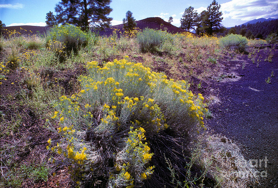 Creosote Bush in Sunset Crater National Monument Photograph by Wernher Krutein