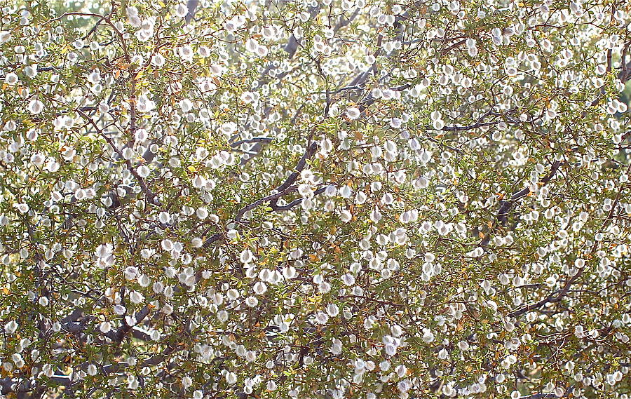 Creosote Bush Photograph by Kume Bryant