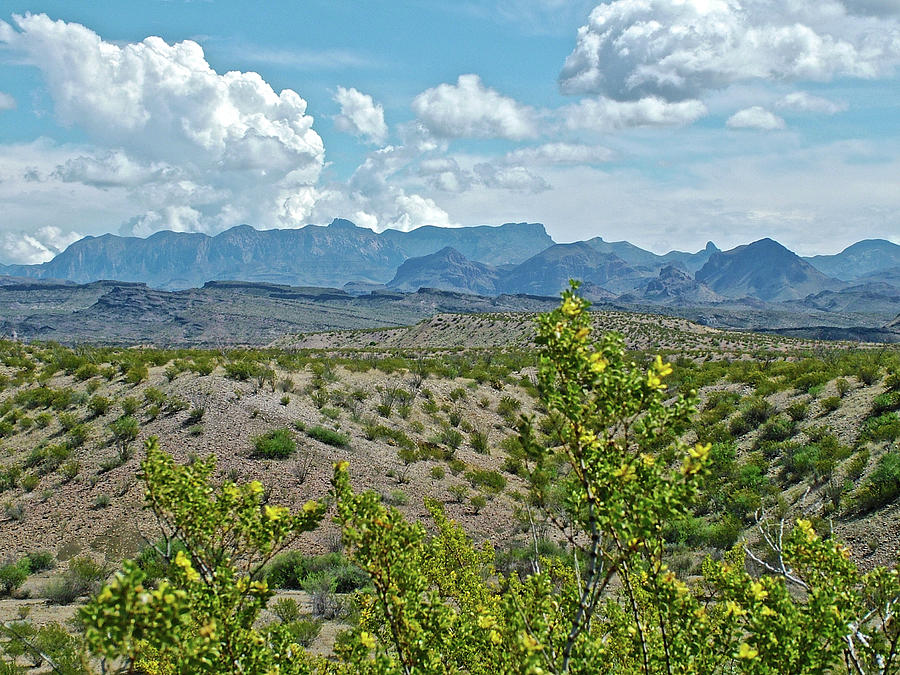 Creosote Bush on Mountain View from Ross Maxwell Scenic Drive in Big Bend National Park, Texas Photograph by Ruth Hager
