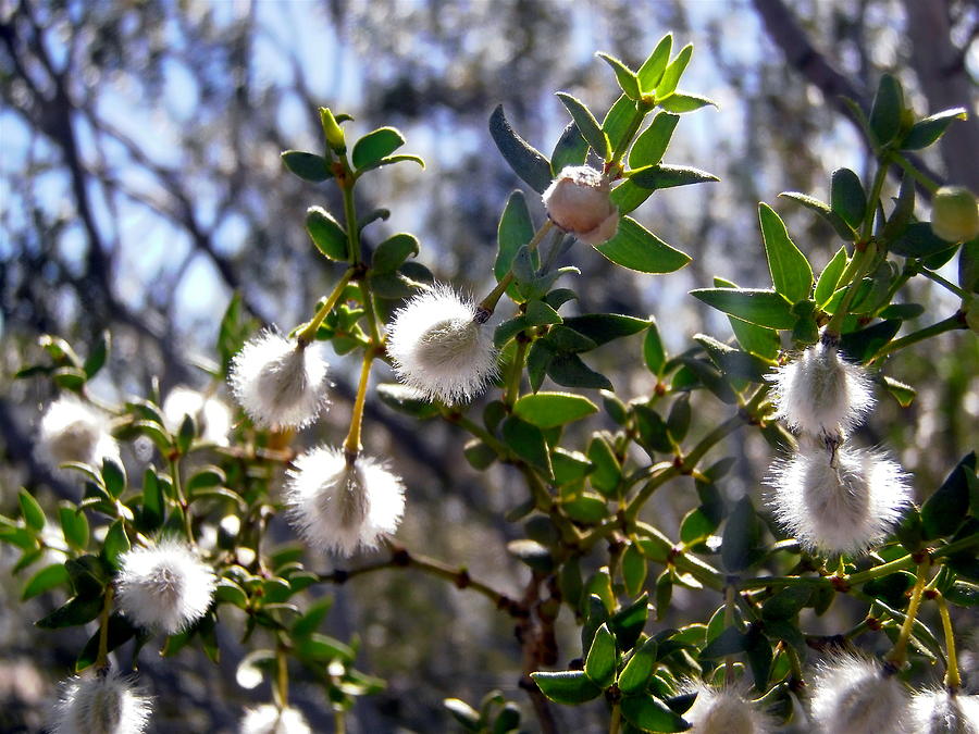 Creosote bush seeds Photograph by Stephanie Moore - Fine Art America