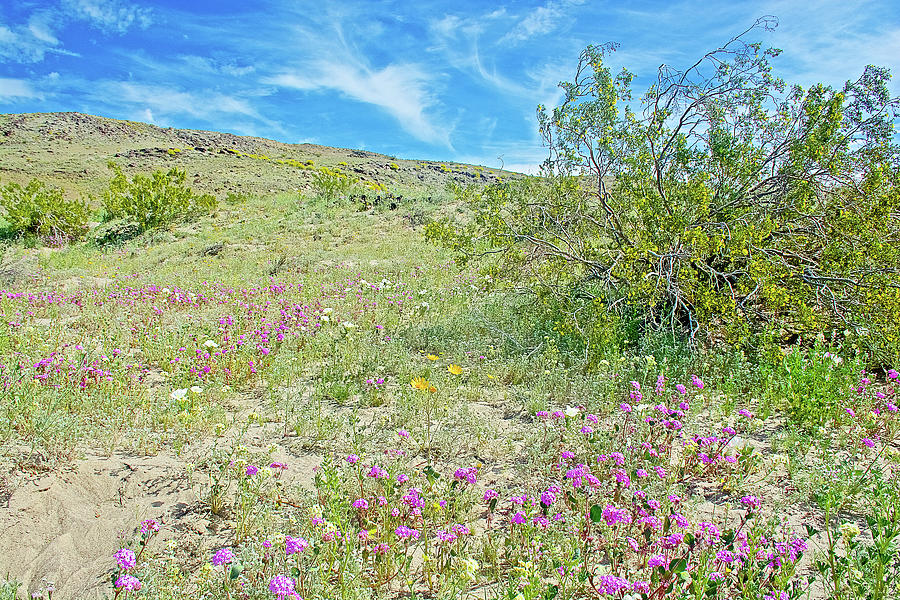Creosote Bush Surrounded by Desert Wildflowers in Anza-Borrego State Park-California Photograph by Ruth Hager