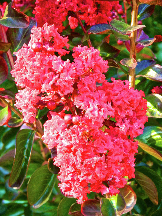 Crepe Myrtle 003 Photograph by Michael Genevro - Fine Art America