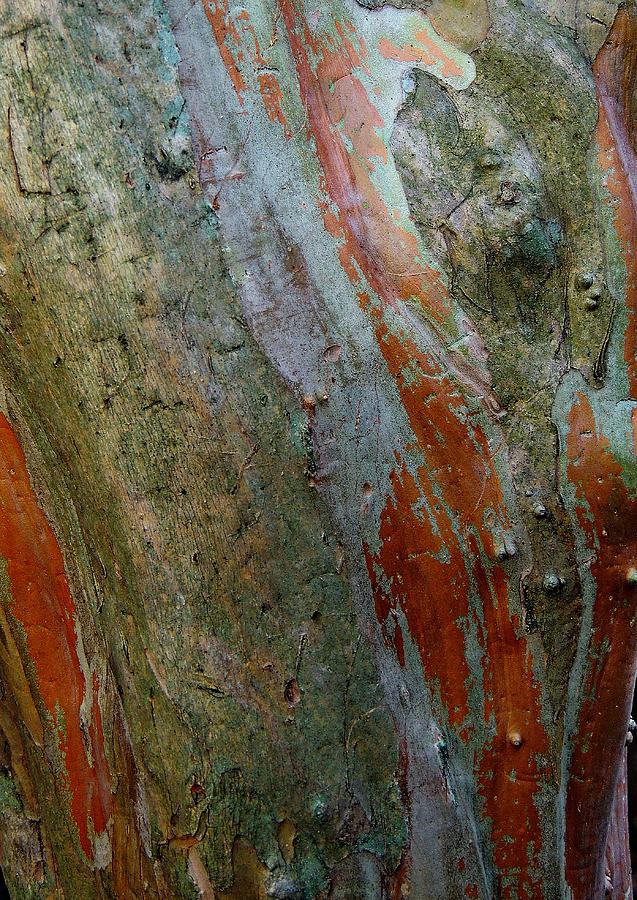 Nature Abstract Photograph - Crepe Myrtle Abstract 2 by Denise Clark