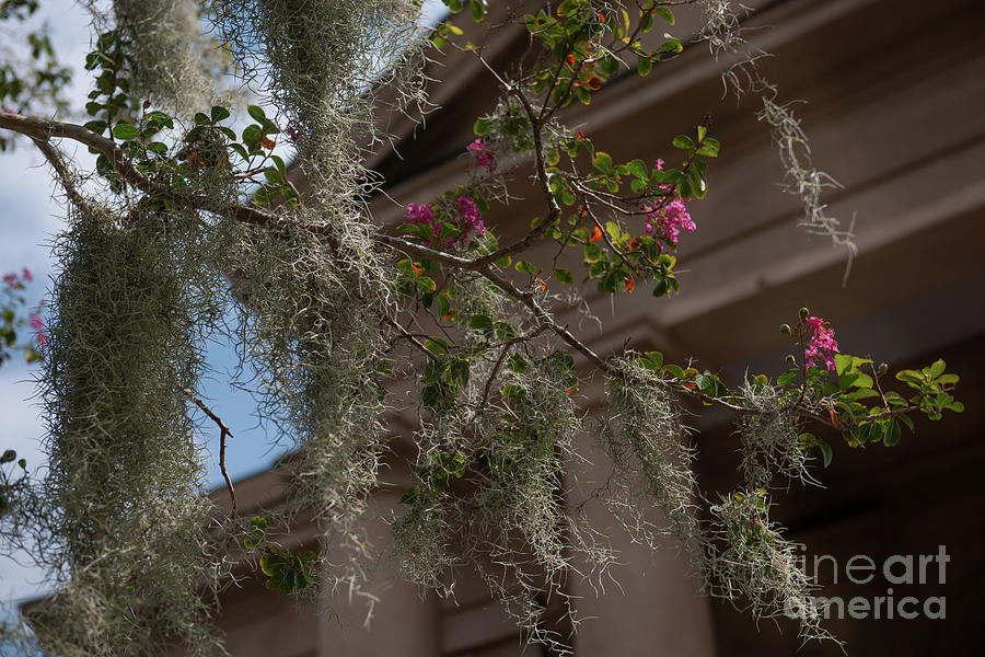 Crepe Myrtle and Spanish Moss Photograph by Dale Powell