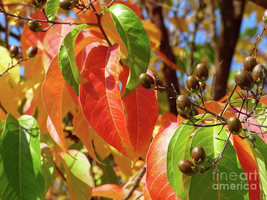 Crepe Myrtle Autumn color Photograph by Jean Wright