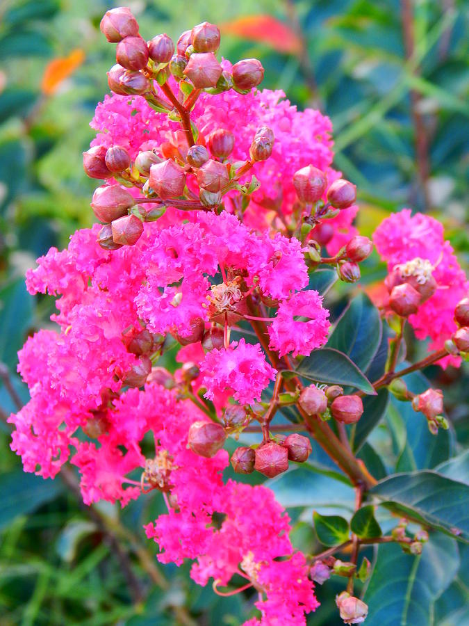 Crepe Myrtle Blooms Photograph by Virginia White