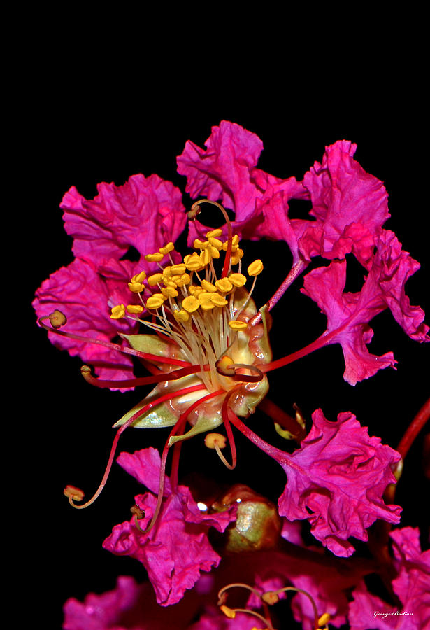 Crepe Myrtle Photograph - Crepe Myrtle Blossom 006 by George Bostian