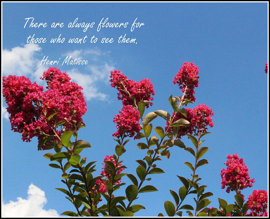 Crepe Myrtle Blossoms and Blue Skies Photograph by Dora Sofia Caputo