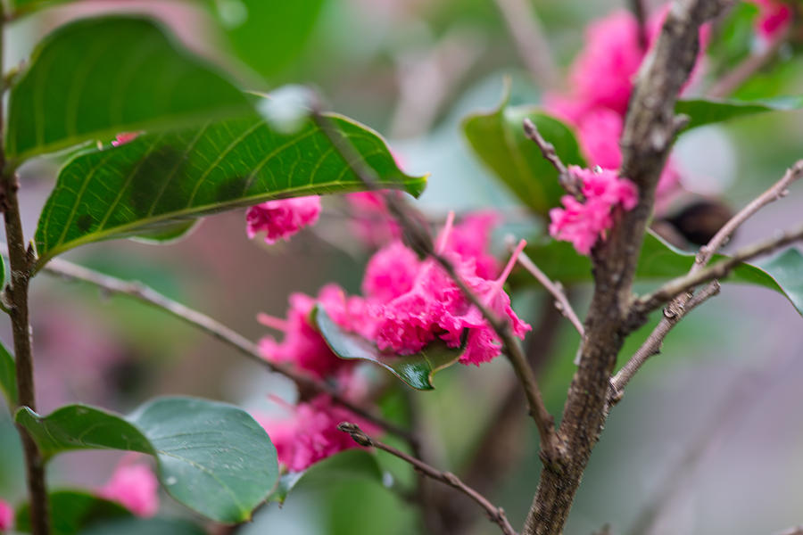 Crepe Myrtle Blossoms And Branch Photograph by JG Thompson - Pixels