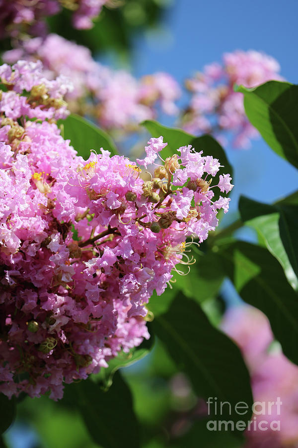 Crepe Myrtle Days Photograph by Carol Groenen