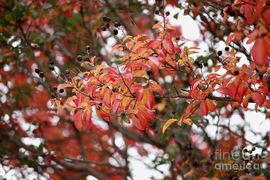 Nature Photograph - Crepe Myrtle Fall Color by Luv Photography