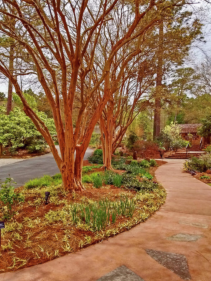 Tree Photograph - Crepe Myrtle Pathway at the Botanical Gardens by Marian Bell