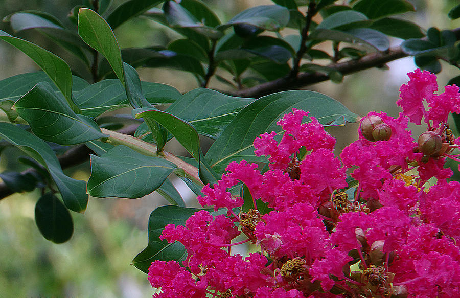 Crepe Myrtle Photograph by Richard Rizzo