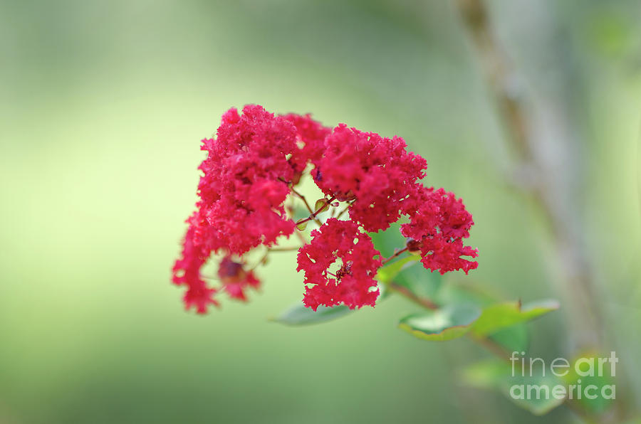 Crepe Myrtle Spring Blooming Photograph