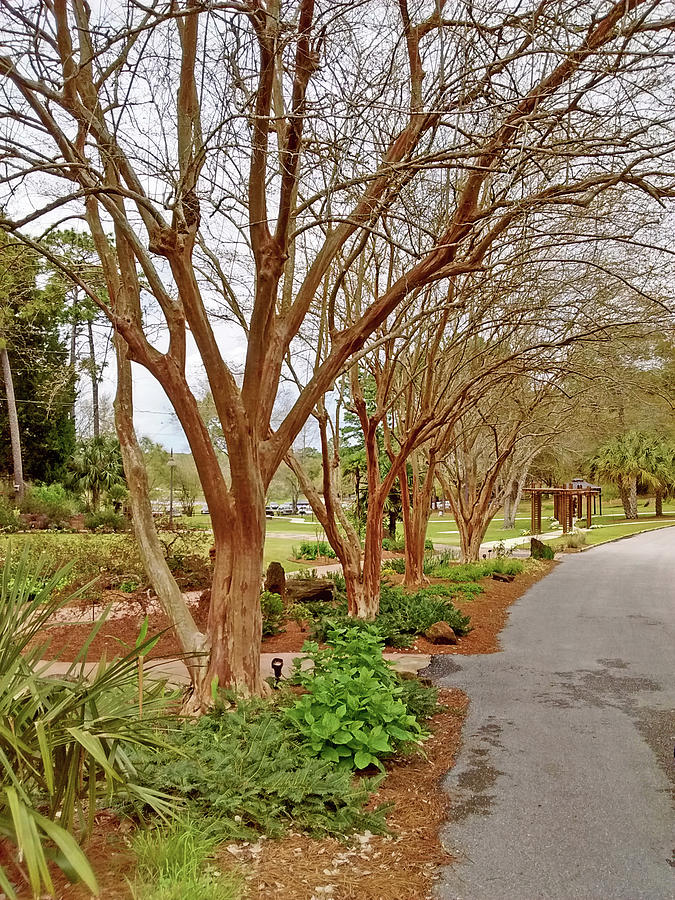 Garden Photograph - Crepe Myrtle Trail by Marian Bell