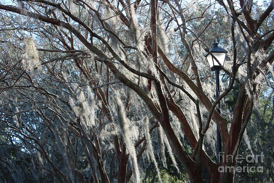Crepe Myrtles in Winter with Lamppost Photograph by Carol Groenen