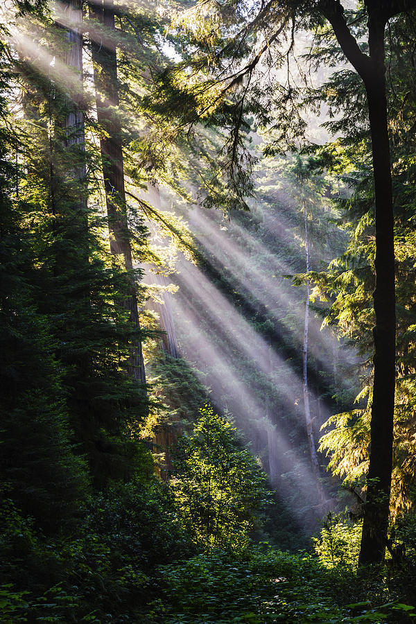 Crepuscular Rays through the trees at Redwood National Park Photograph by Vishwanath Bhat
