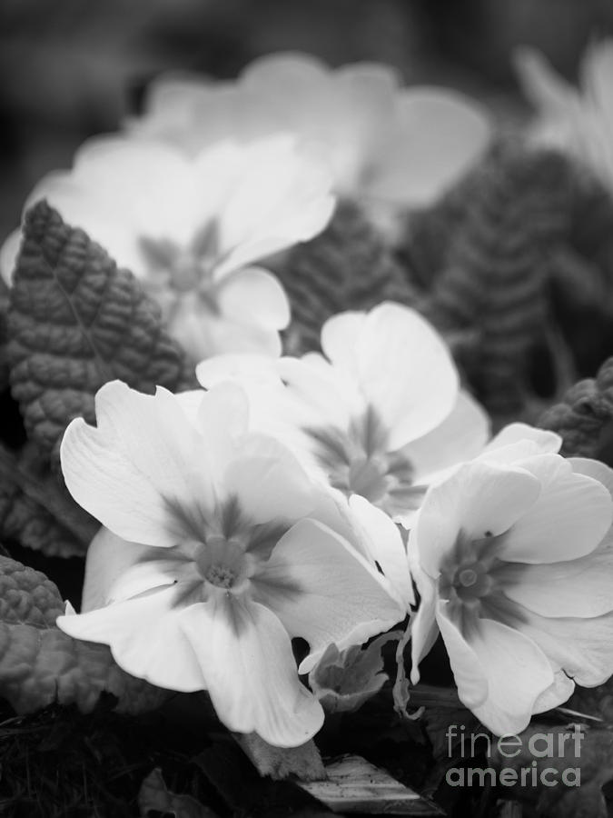 Crescendo Primrose In Black And White Photograph by Dorothy Lee