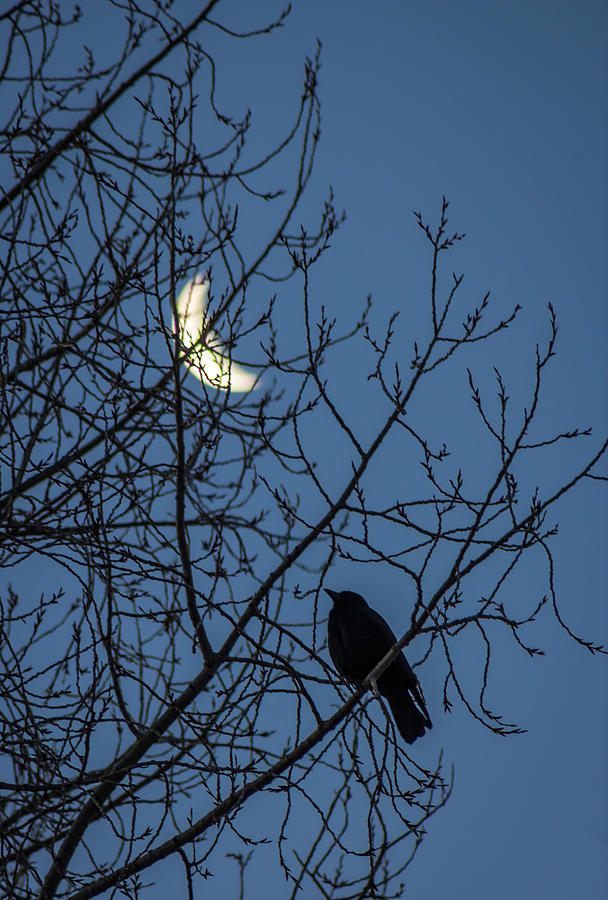 Crescent and Crow Photograph by Bill Wiebesiek
